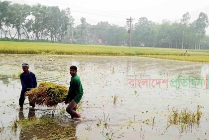 ঝড়-বৃষ্টির পানিতে ধান, শ্রমিক সংকটে বিপাকে কৃষক