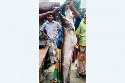তিস্তায় ধরা পড়ল ১৯ কেজির বোয়াল
