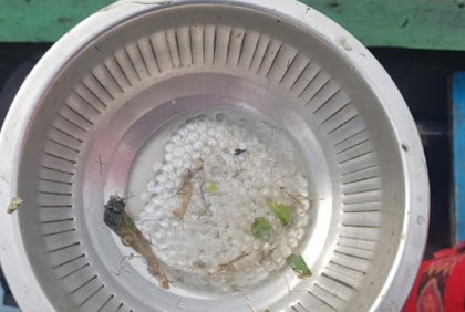 হালদা নদীতে নমুনা ডিম ছেড়েছে মা মাছ