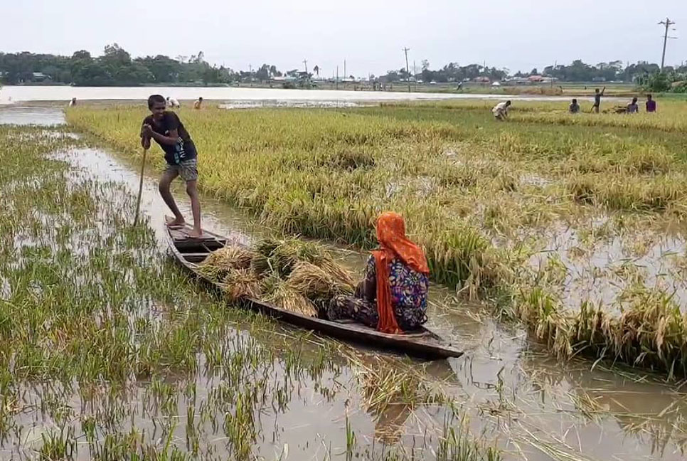 গুমাই নদীর বাঁধ ভেঙে কয়েকশ হেক্টর জমির ধান নিমজ্জিত 