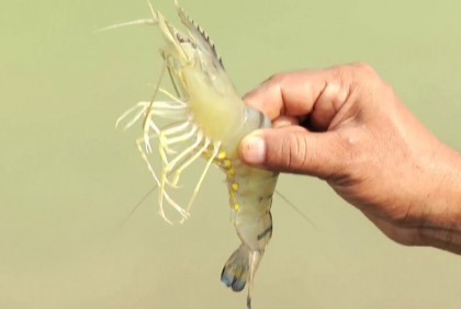জিআই সনদ পেল দেশের বাগদা চিংড়ি