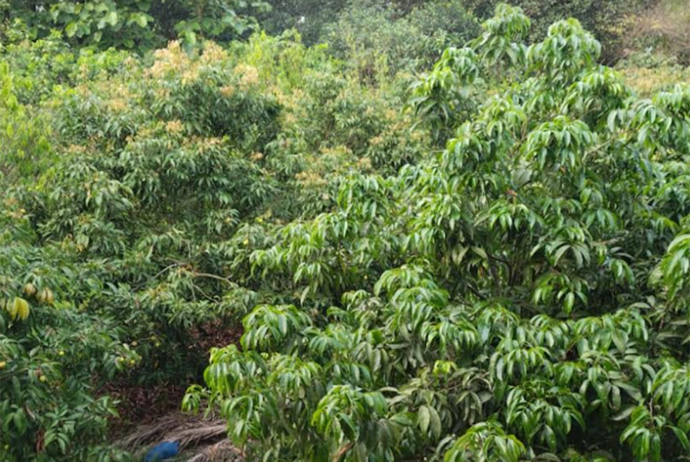 কালিয়াকৈরে লিচু আবাদে ক্ষতিগ্রস্ত চাষিরা