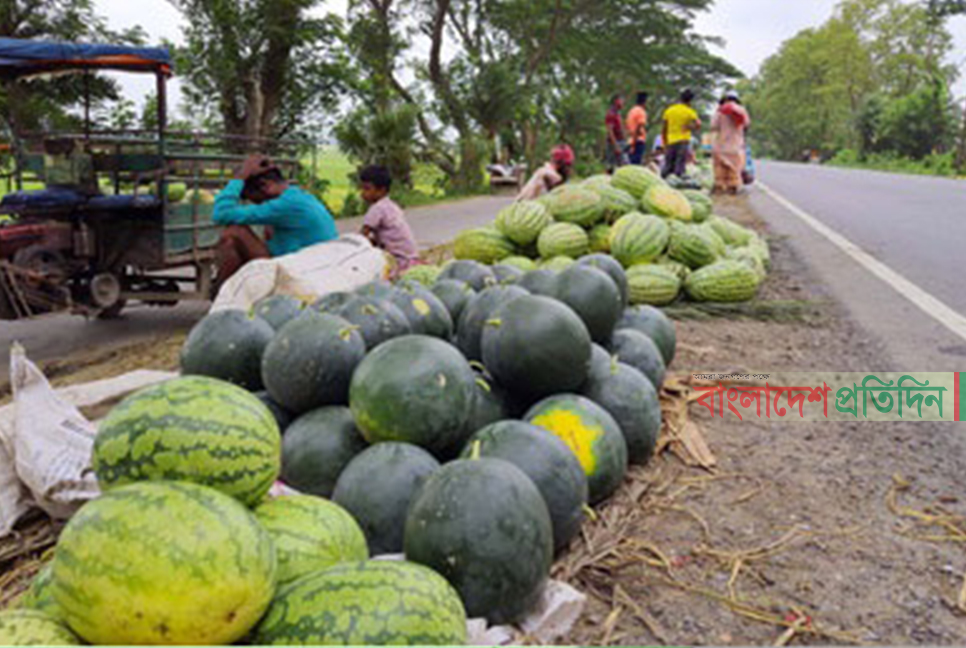 নাটোরে তরমুজের কেজি ৫ টাকা