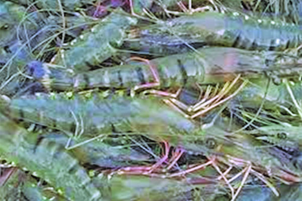 বাগদা চিংড়ির একক স্বত্ব পেল বাংলাদেশ