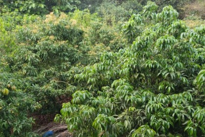 কালিয়াকৈরে লিচু আবাদে ক্ষতিগ্রস্ত চাষিরা