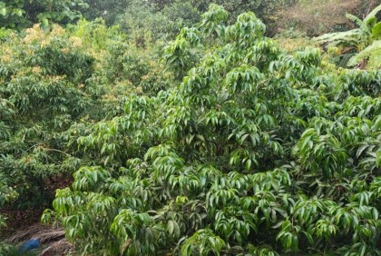কালিয়াকৈরে লিচুর আবাদ করে ক্ষতিগ্রস্ত চাষিরা