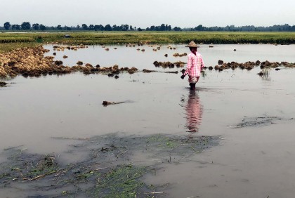 কৃষকের সোনালি স্বপ্ন পানির নিচে