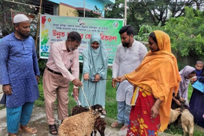 সরাইলে ২০ জেলের মাঝে ভেড়া বিতরণ