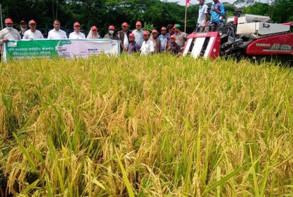 নলছিটিতে কম্বাইন হারভেস্টারে ধান কর্তন উদ্বোধন