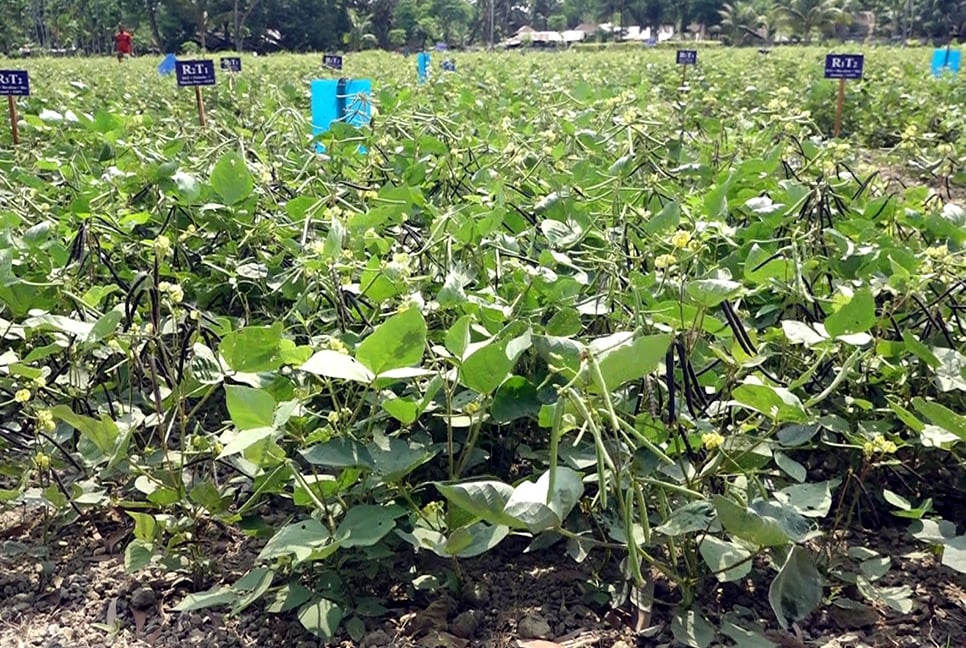 বরিশালে বারি-৬ মুগডাল চাষে ব্যাপক সাফল্য