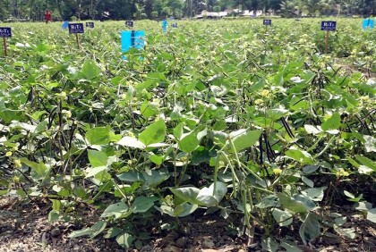 বরিশালে বারি-৬ মুগডাল চাষে ব্যাপক সাফল্য