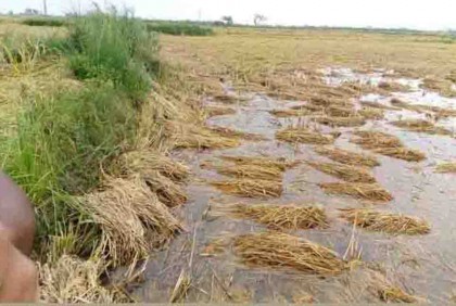 কৃষকের জমির ধান এখন পানির নিচে