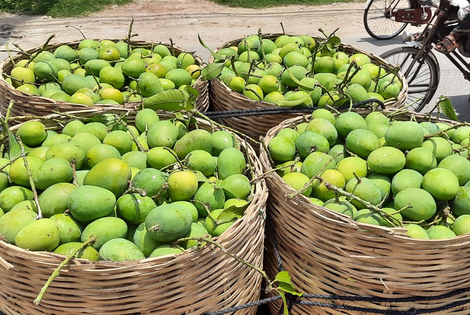 ইউরোপের বাজারে সাতক্ষীরার হিমসাগর রপ্তানি শুরু 