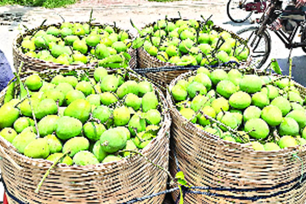 প্রত্যাশিত আম নেই রাজশাহীর বাজারে