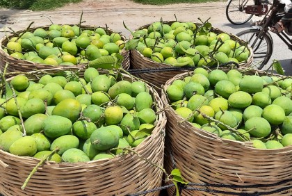 ইউরোপের বাজারে সাতক্ষীরার হিমসাগর রপ্তানি শুরু 