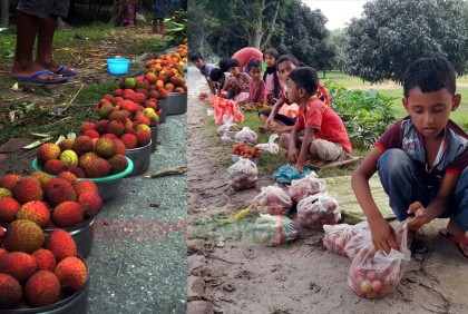 ঝড়ে পড়া লিচু কুড়িয়ে এনে বিক্রির চেষ্টা ওদের