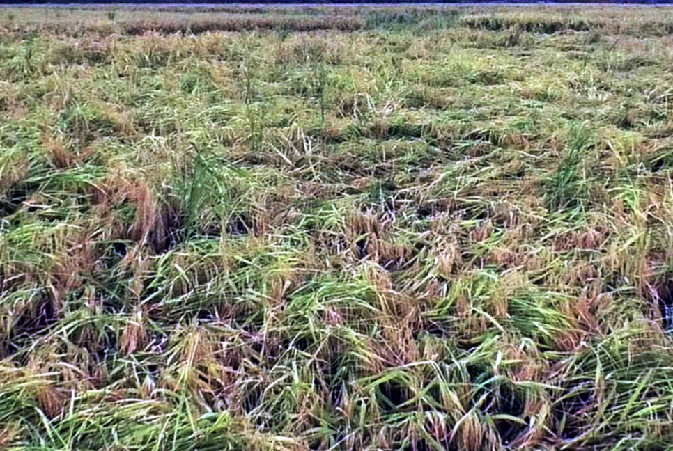 দিনাজপুরে ঝড়-বৃষ্টিতে ধানসহ ফসলের ব্যাপক ক্ষতি