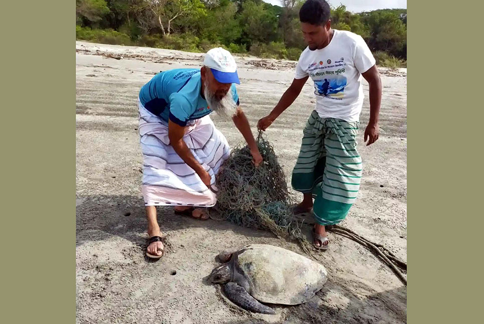কুয়াকাটায় জালে পেঁচানো জীবিত কাছিম উদ্ধার, পরে অবমুক্ত
