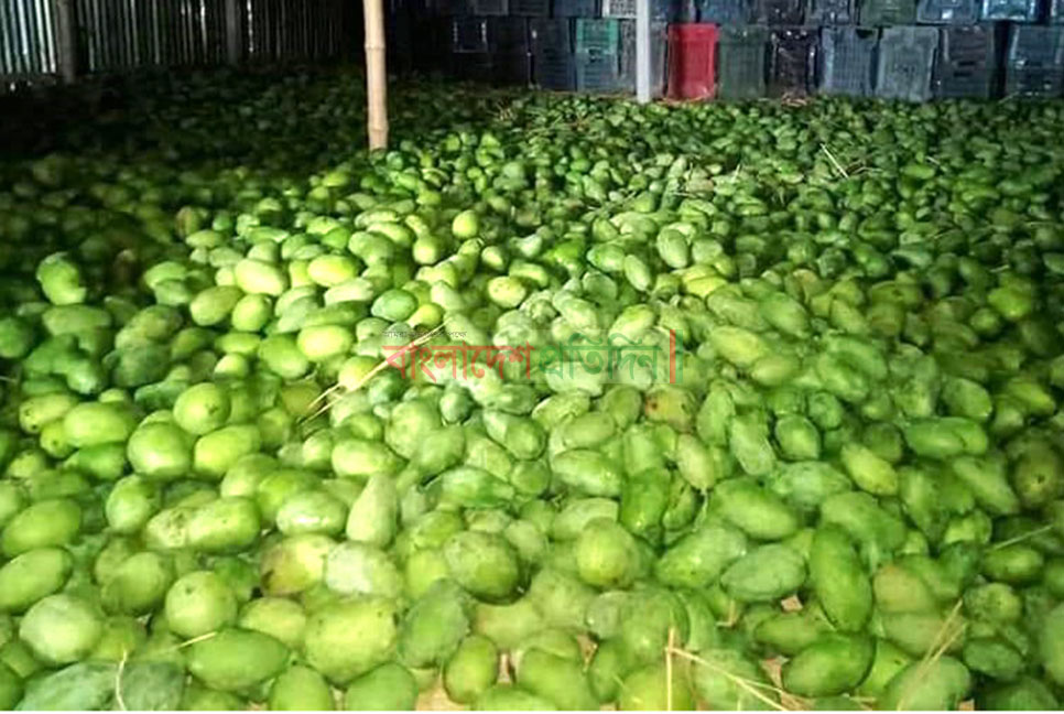 নওগাঁয় আমের কেজি ২ টাকা