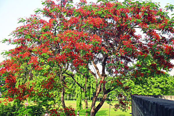 কৃষ্ণচূড়ায় রঙিন ইবি ক্যাম্পাস