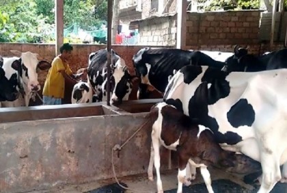 গো খাদ্যের দাম বাড়ায় প্রভাব পরবে দুধের দামে