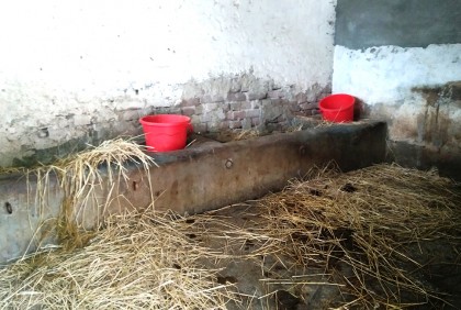 ফুলবাড়ীতে ৫ গরু চুরি