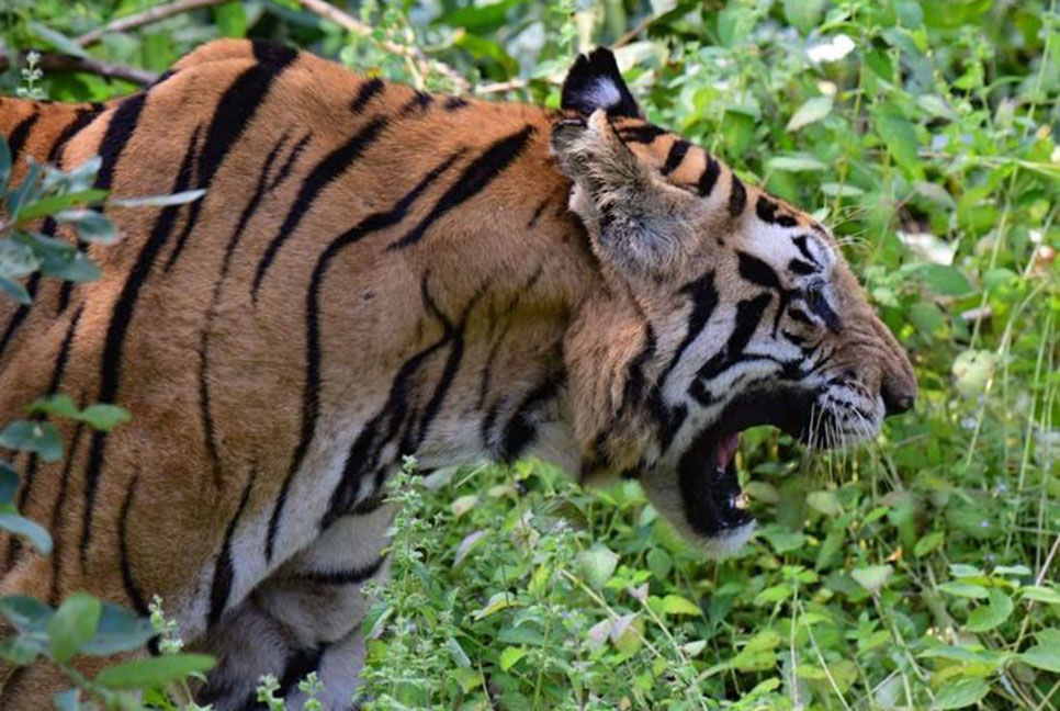 সঙ্গীর খোঁজে সুন্দরবনের বাংলাদেশ অংশ থেকে ভারত অংশে যাচ্ছে বাঘ