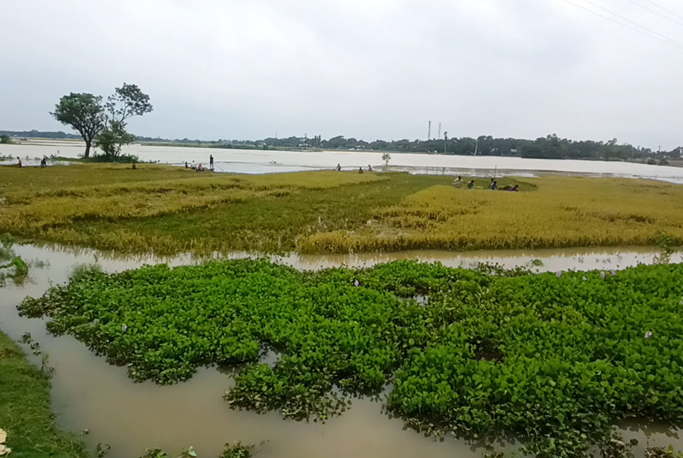 নেত্রকোনায় নদ-নদীর পানি বৃদ্ধি অব্যাহত 