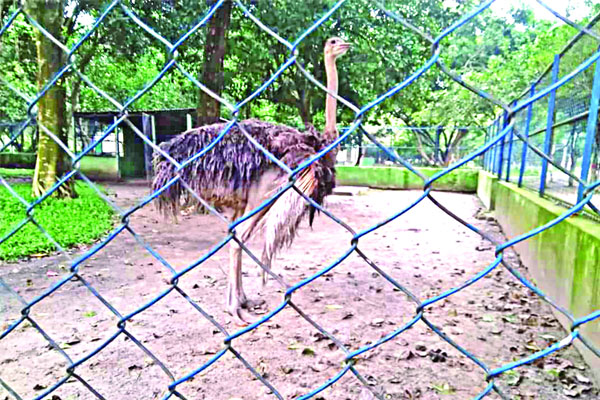 নিঃসঙ্গ এক উটপাখি