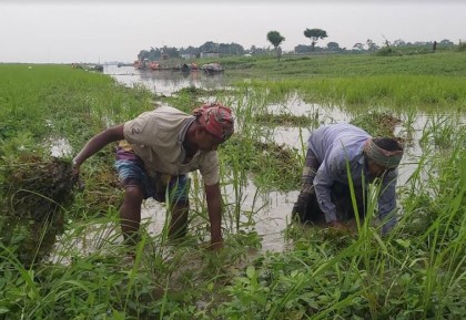 চরভদ্রাসনে পদ্মায় আকস্মিক পানি বৃদ্ধি, তলিয়ে গেছে ফসল