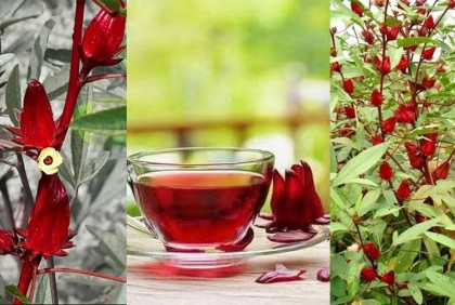 নাটোরের রোজেলা ফুল ৫ হাজার টাকা কেজি!