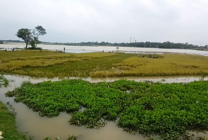 নেত্রকোনায় নদ-নদীর পানি বৃদ্ধি অব্যাহত 