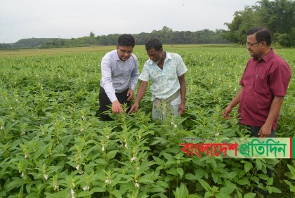 তেলের চাহিদা মেটাতে কুমিল্লায় বাড়ছে তিল-সরিষা চাষ 