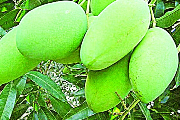 
ফজলি আম তুমি কার?