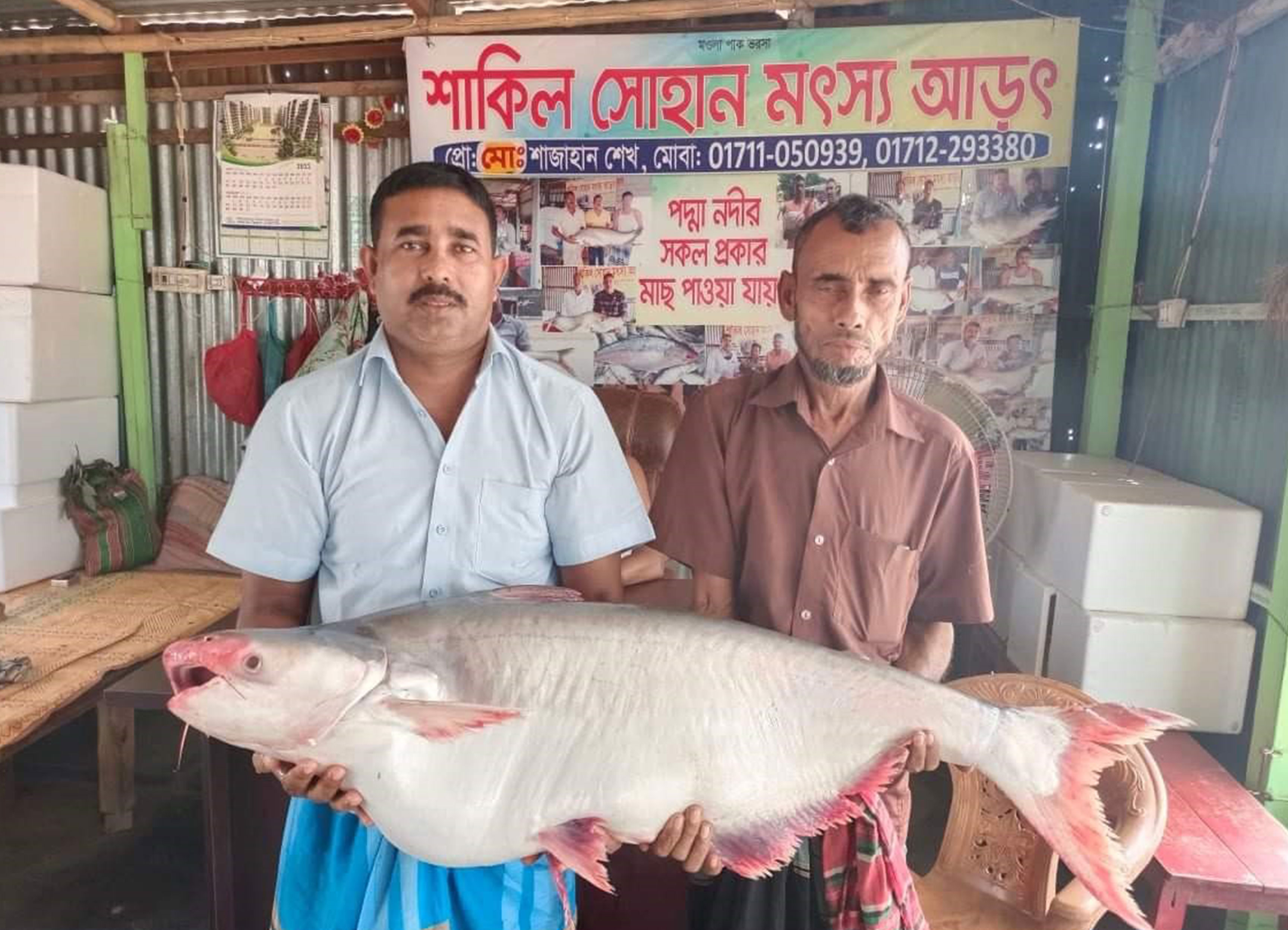 পদ্মায় ধরা পড়েছে ২০ কেজি ওজনের পাঙ্গাস, দাম ২৬ হাজার