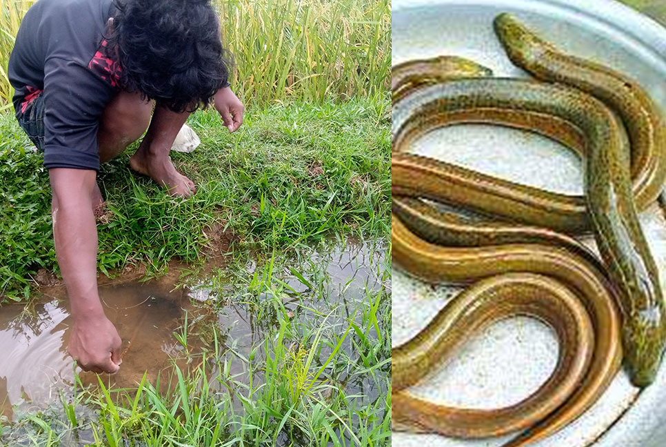 কুঁচিয়া ধরে জীবিকা নির্বাহ ওদের