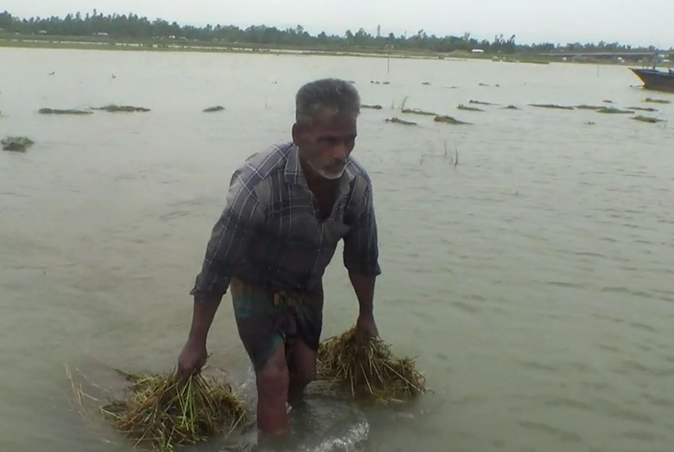 কুড়িগ্রামে পানিতে নিমজ্জিত ২৬৫ হেক্টর জমির বোরো ধান