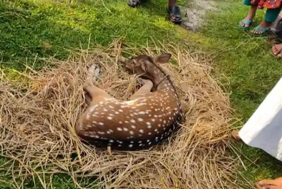 শরণখোলায় লোকালয়ে হরিণ ও অজগর, সুন্দরবনে অবমুক্ত 