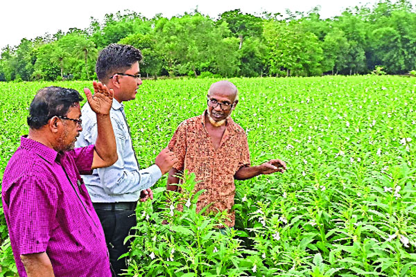 তেলের চাহিদা মেটাতে বাড়ছে তিল চাষ