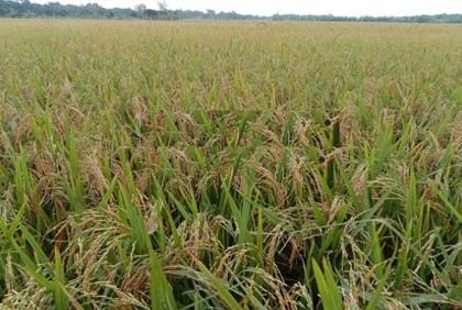 লালপুরে বোরোর বাম্পার ফলনে কৃষকের মুখে হাসি