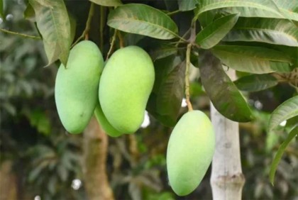 ফজলি আম রাজশাহী ও চাঁপাইনবাবগঞ্জের