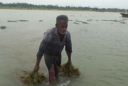 কুড়িগ্রামে পানিতে নিমজ্জিত ২৬৫ হেক্টর জমির বোরো ধান