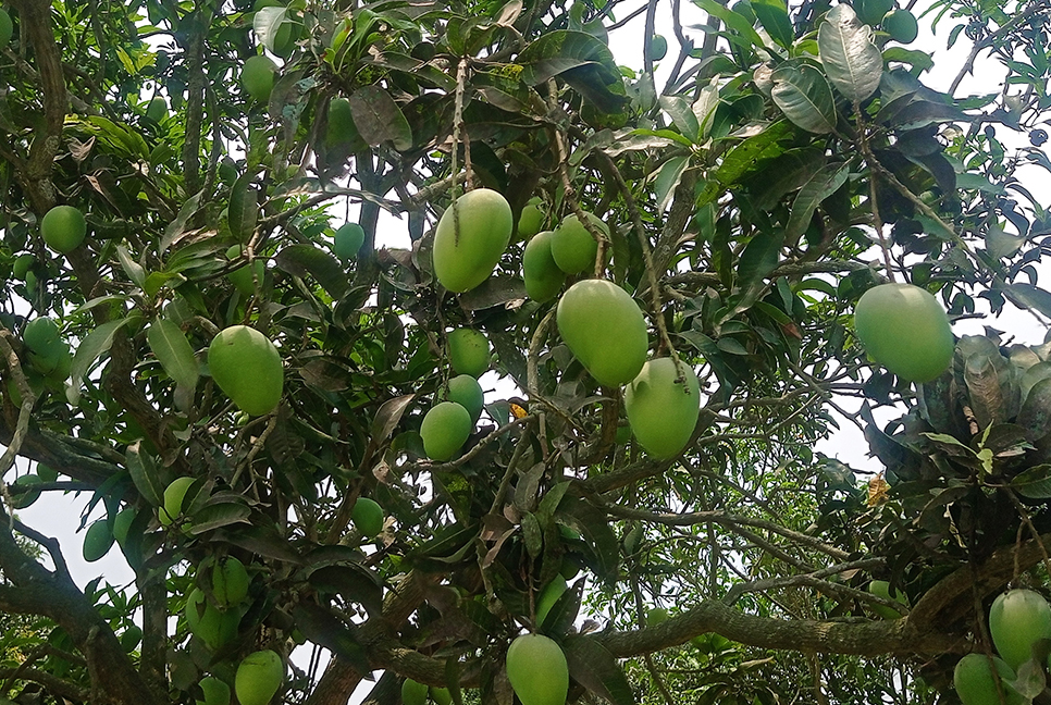 গাছে গাছে দোল খাচ্ছে আম চাষিদের স্বপ্ন