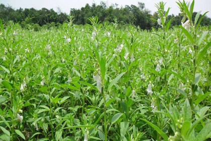 কাজিপুরে তিলের বাম্পার ফলনে কৃষকের মুখে হাসি 