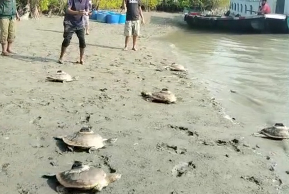 সুন্দরবনে ছাড়া হলো ১২ 'বাটাগুর বাসকা' কচ্ছপ