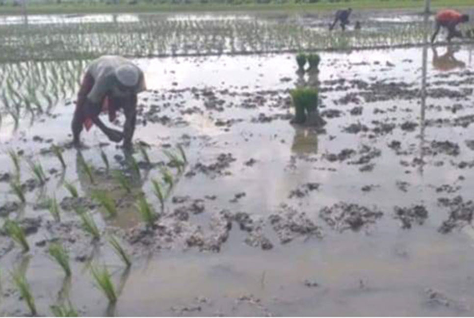 গলাচিপায় আউশ ধান চাষে ব্যস্ত কৃষক
