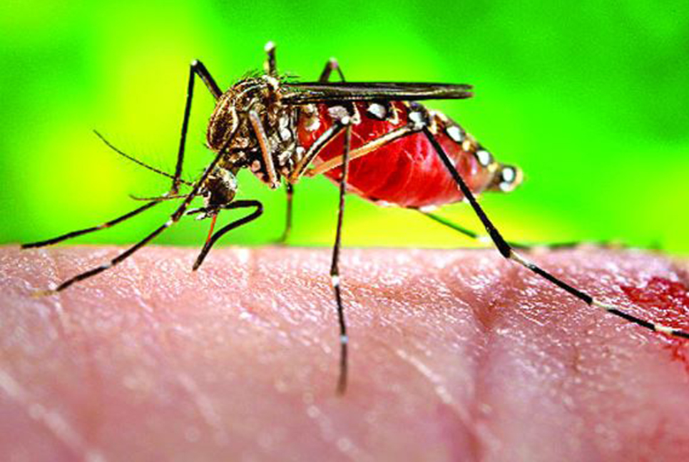 চট্টগ্রামে ২ বছর পর মশক জরিপ