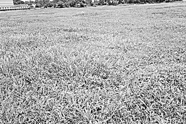 চার বছর অনাবাদি ৫০০ একর