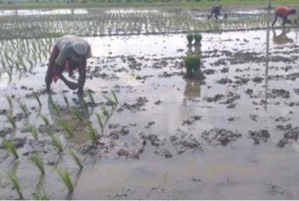 গলাচিপায় আউশ ধান চাষে ব্যস্ত কৃষক