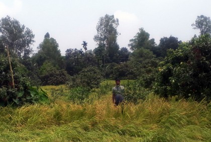 একই জমিতে লিচু, লেবু ও ধান চাষ 